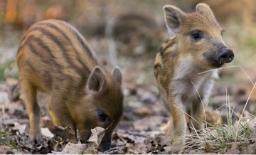 See if you can spot a wild boar or two in the forest around us  ...
